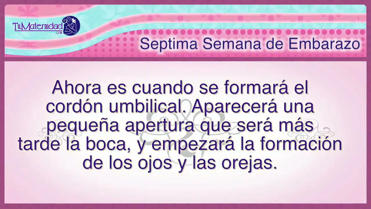 semana de embarazo numero 7