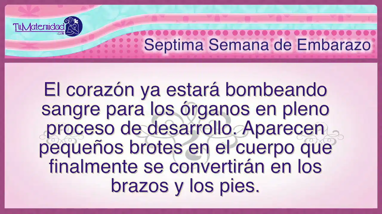 septima semana de embarazo