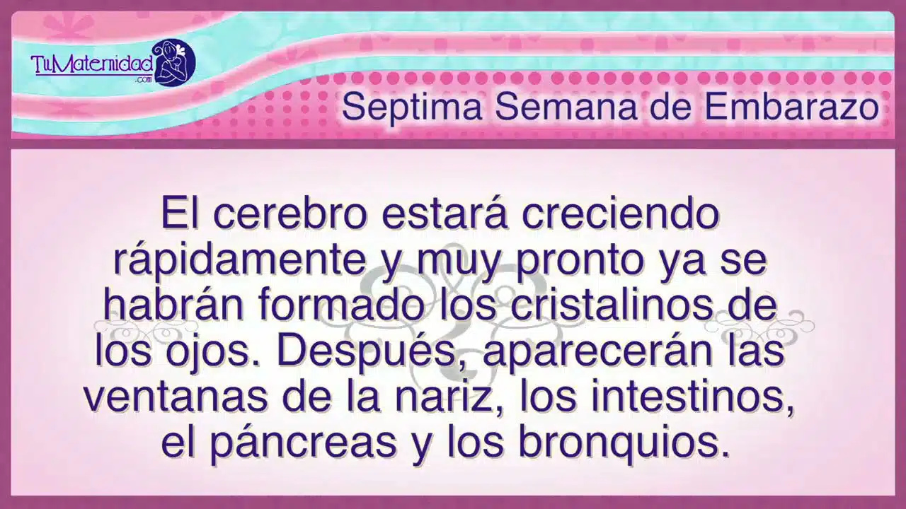 7 semana de embarazo